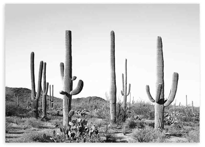 Cuadro horizontal de paisaje desértico con cactus saguaro altos, suelo árido, montañas lejanas y tonos grises en estilo fotográfico. Disponible en kudeko.com