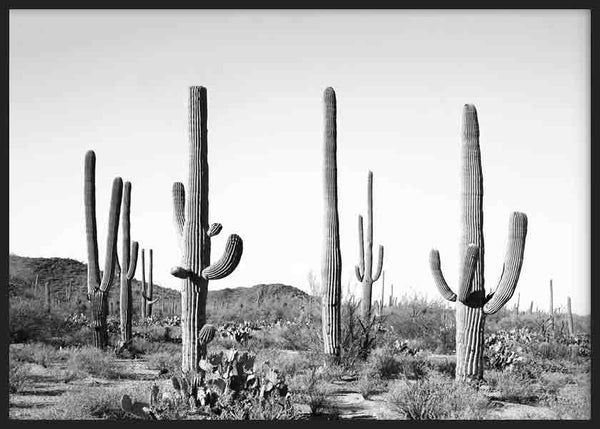 Quadro horizontal com paisagem desértica, altos cactos saguaro, solo árido, montanhas distantes e tons de branco, cinzento e preto em estilo fotográfico. Disponível em kudeko.com
