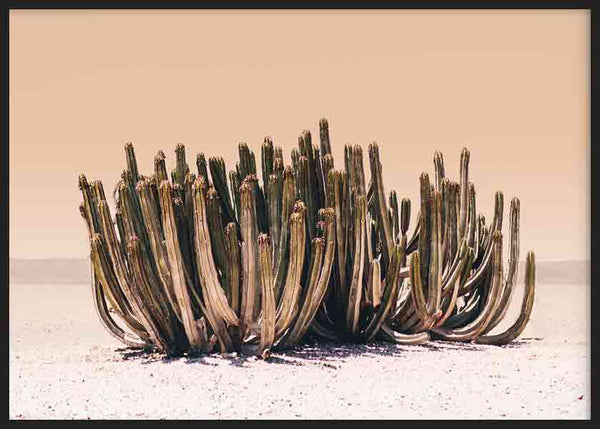 cuadro lámina decorativa horizontal y fotográfica de cactus en el desierto - kudeko