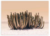 lámina decorativa horizontal y fotográfica de cactus en el desierto - kudeko