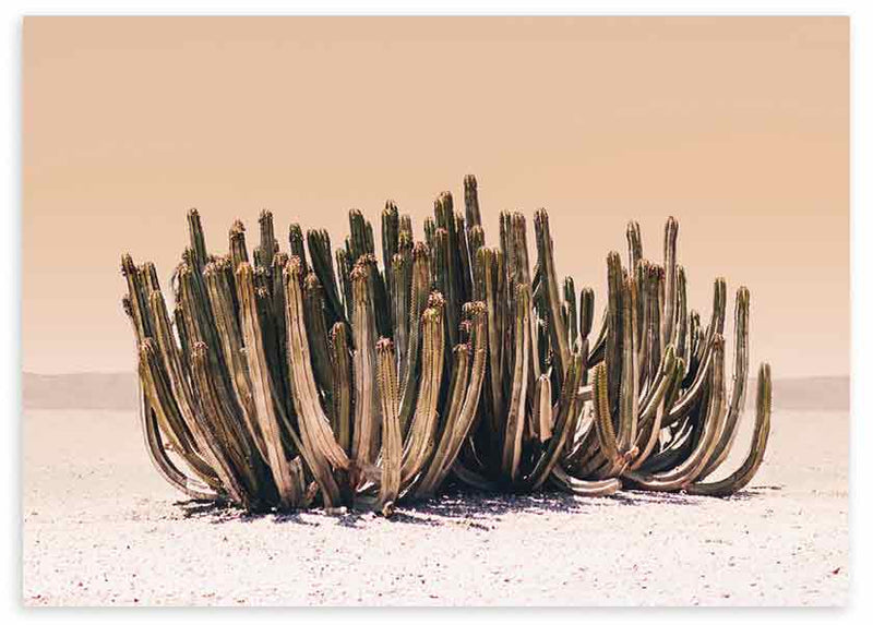 lámina decorativa horizontal y fotográfica de cactus en el desierto - kudeko