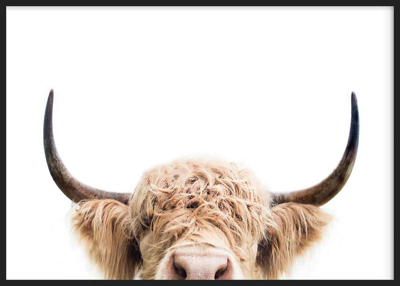 Peeking Cow