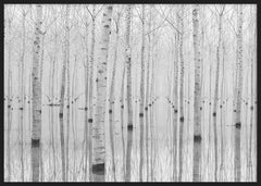 Quadro horizontal com floresta de bétulas brancas refletidas em água tranquila, tons de branco, cinzento e preto suave, estilo natureza e paisagem serena. Disponível em kudeko.com