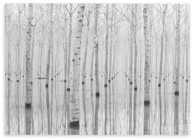 Cuadro horizontal de bosque de abedules blancos reflejados en agua tranquila, con tonos blanco, gris y negro suave, de estilo naturaleza y paisajes. Disponible en kudeko.com