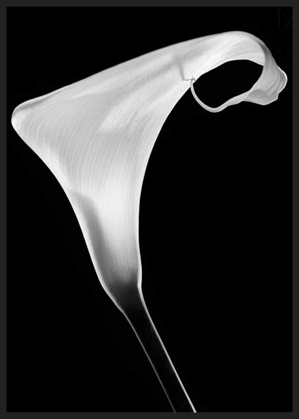 Gerahmtes Wandbild mit geschwungener weißer Calla auf schwarzem Hintergrund, klarem Kontrast, weichen Linien und fotografischem Stil. Erhältlich auf kudeko.com