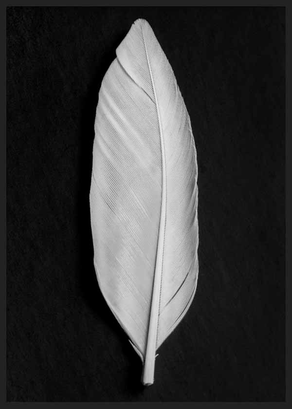 cuadro para lámina decorativa fotografía de hoja en blanco y negro - kudeko