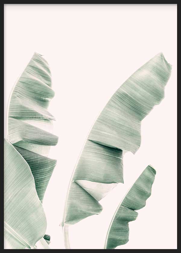 Cuadro de hojas de platanera en tonos verde menta y salvia sobre fondo claro, con composición limpia y estilo naturaleza y paisajes. Disponible en kudeko.com