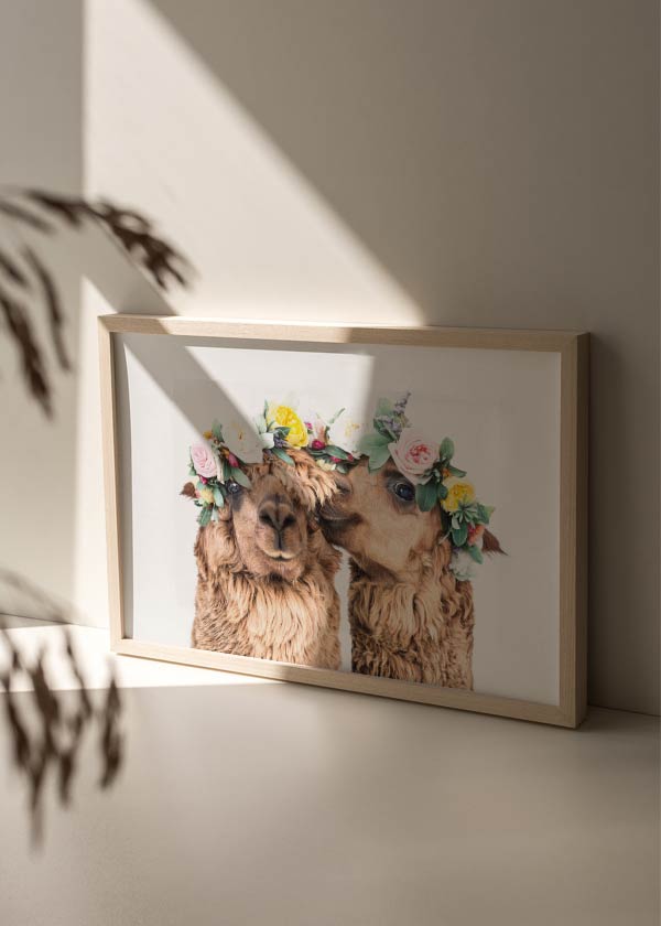 Cuadro horizontal con dos alpacas de pelaje beige, coronas de flores rosas, amarillas y blancas, fondo blanco y estilo animales. Disponible en kudeko.com
