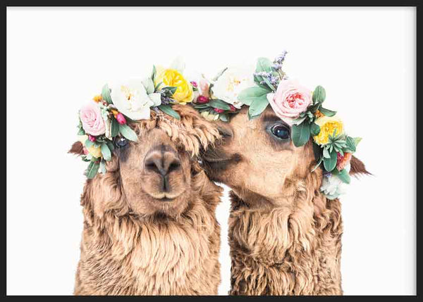 Quadro horizontal com duas alpacas de pelagem bege e castanho claro, coroas de flores rosa, amarelas, brancas e verdes, fundo branco e estilo animal suave. Disponível em kudeko.com