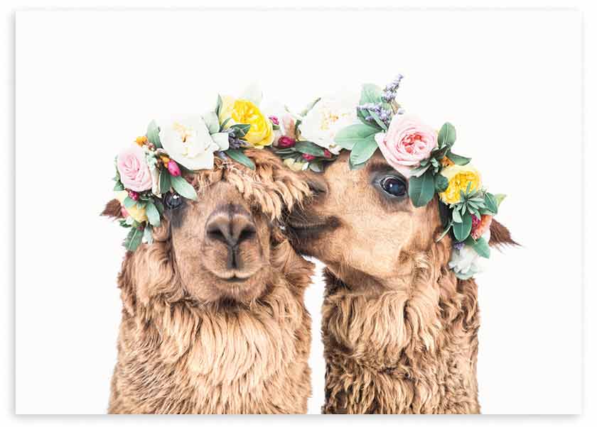 Tableau horizontal avec deux alpacas au pelage beige et brun clair, couronnes de fleurs roses, jaunes, blanches et vertes, fond blanc et style animalier doux. Disponible sur kudeko.com