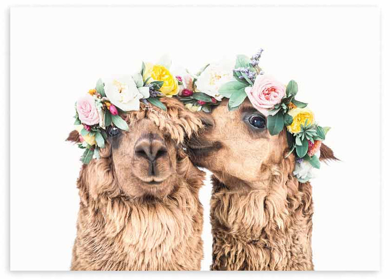 Tableau horizontal avec deux alpacas au pelage beige et brun clair, couronnes de fleurs roses, jaunes, blanches et vertes, fond blanc et style animalier doux. Disponible sur kudeko.com