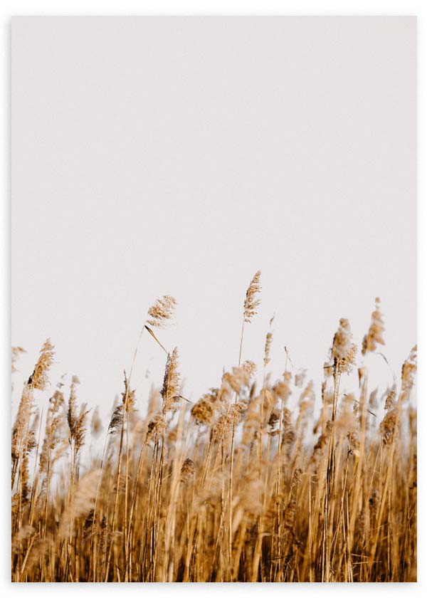 Cuadro de campo de espigas doradas sobre fondo claro, en tonos beige, arena y miel, con estilo naturaleza y paisajes. Disponible en kudeko.com