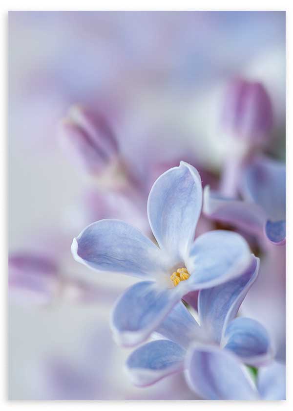 Wandbild mit lila Blüte im Vordergrund, zarten verschwommenen Knospen, Lavendel, Weiß und Malvetönen, in sanftem fotografischem Stil gestaltet. Erhältlich auf kudeko.com