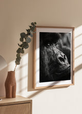 Wandbild mit Gorilla-Nahaufnahme in Schwarz-Weiß, intensivem Blick, dunklem Fell, markanter Gesichtsstruktur und fotografischem Stil. Erhältlich auf kudeko.com