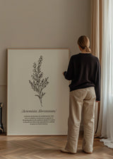 Cuadro decorativo de estilo minimalista y nórdico colocado en salón, ilustración botánica minimalista de artemisia, modelo Artemisia Abrotanum