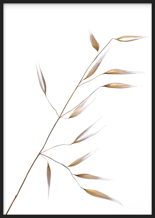 Espiga de Avena