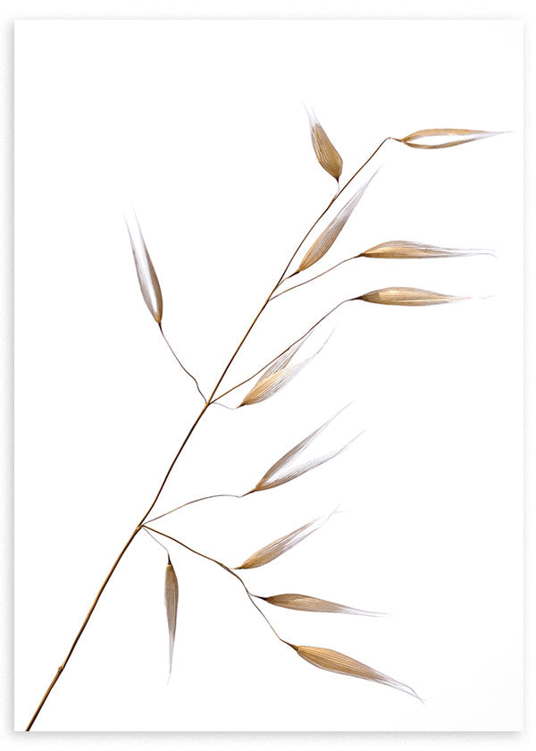 Cuadro de espiga de avena con tallo fino y semillas beige, arena y marrón suave sobre fondo blanco, de estilo minimalista. Disponible en kudeko.com
