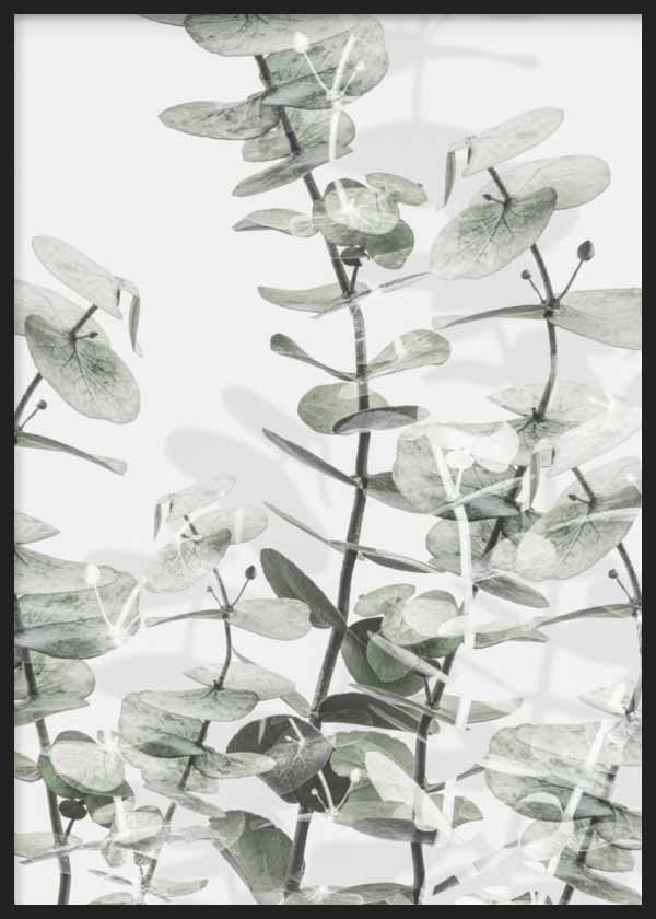 Quadro com ramos de eucalipto, folhas arredondadas em verde sálvia, cinzento claro e branco, composição botânica leve de estilo floral sobre fundo luminoso. Disponível em kudeko.com