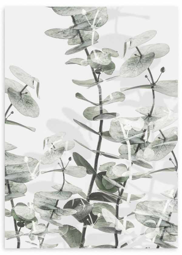 Wandbild mit Eukalyptuszweigen, rundlichen Blättern in Salbeigrün, hellem Grau und Weiß, leichte botanische Komposition im floralen Stil vor hellem Hintergrund. Erhältlich auf kudeko.com