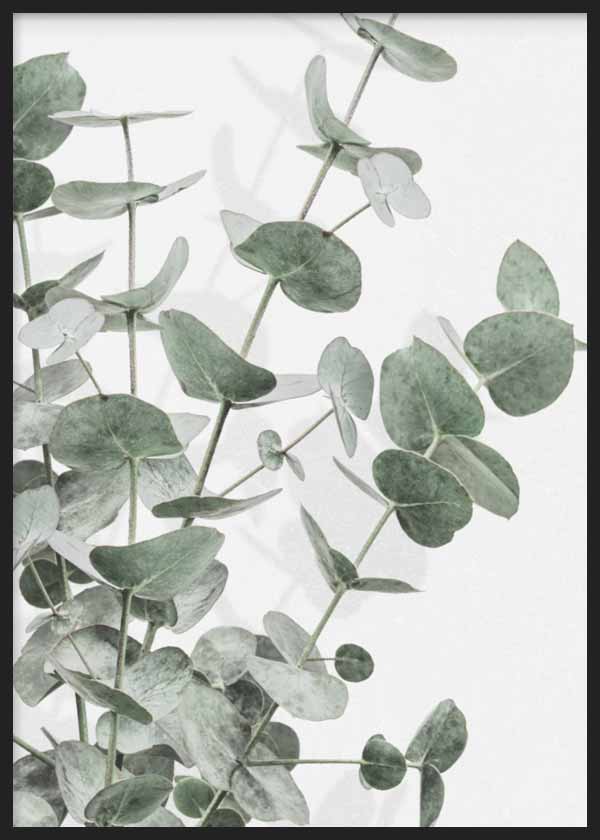 Quadro com ramos de eucalipto, folhas arredondadas em verde acinzentado sobre fundo branco, composição botânica leve de estilo natural e clean. Disponível em kudeko.com