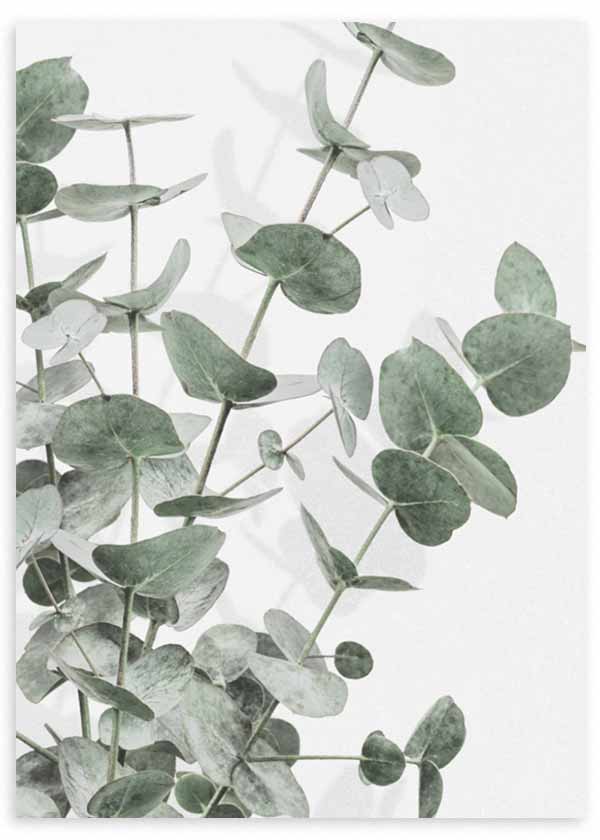 Tableau avec branches d’eucalyptus, feuilles arrondies vert gris sur fond blanc, composition botanique légère au style nature et épuré. Disponible sur kudeko.com