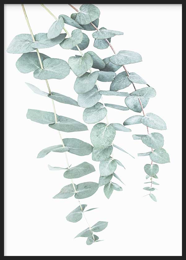 Quadro emoldurado com ramos pendentes de eucalipto, folhas arredondadas em verde sálvia e cinzento claro sobre fundo branco, num estilo floral limpo e natural. Disponível em kudeko.com