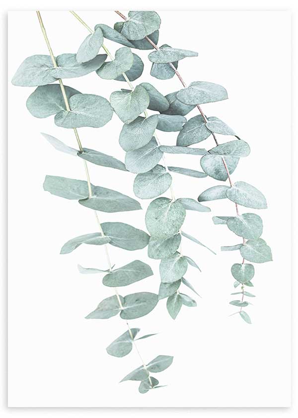 Tableau encadré de branches d’eucalyptus retombantes avec feuilles arrondies vert sauge et gris clair sur fond blanc, dans un style floral épuré et naturel. Disponible sur kudeko.com
