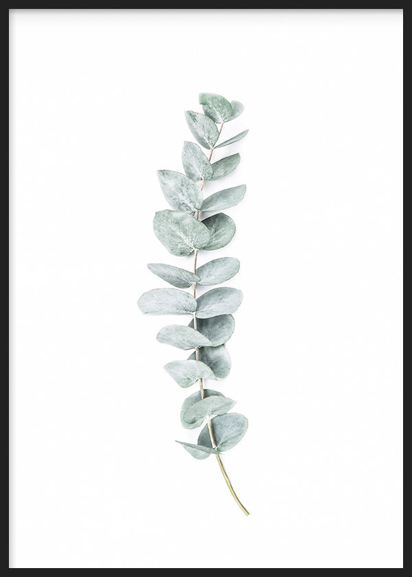 Quadro emoldurado com ramo de eucalipto, folhas arredondadas em verde acinzentado, fundo branco e composição limpa de estilo nórdico para parede serena. Disponível em kudeko.com