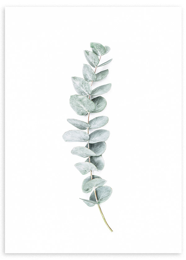 Quadro emoldurado com ramo de eucalipto, folhas arredondadas em verde acinzentado, fundo branco e composição limpa de estilo nórdico para parede serena. Disponível em kudeko.com