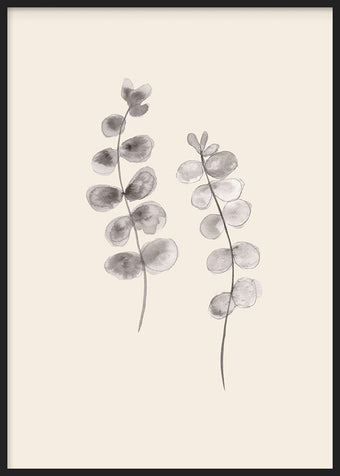 Eucalyptus Twigs