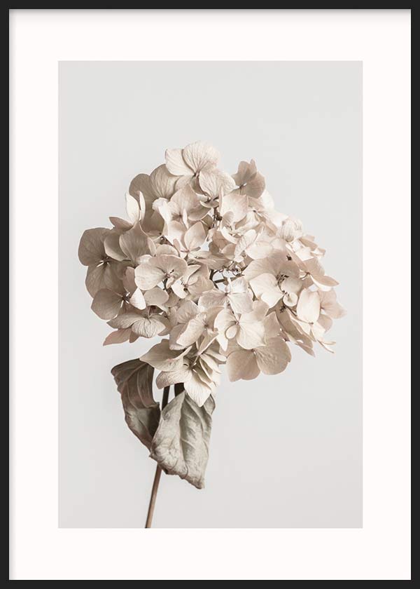 Gerahmtes Wandbild mit getrockneter Hortensie, Blütenblättern in Beige, Creme und sanftem Grau vor hellem Hintergrund, florale Komposition im natürlichen und klaren Stil. Erhältlich auf kudeko.com