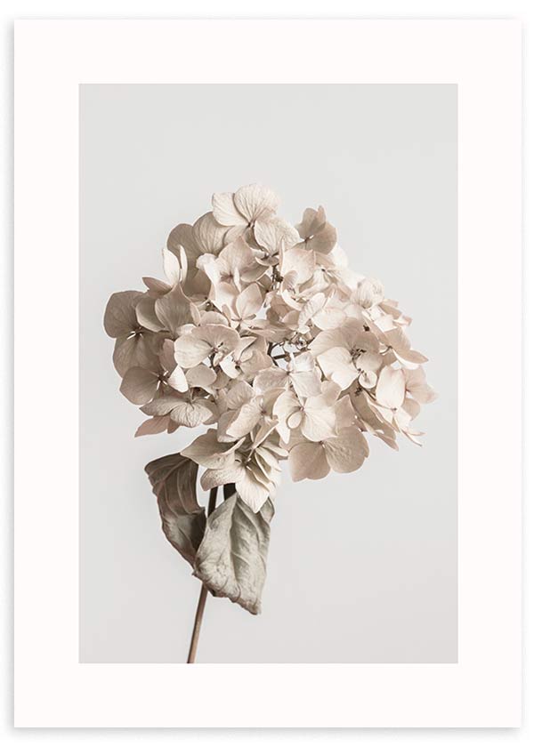 Gerahmtes Wandbild mit getrockneter Hortensie, Blütenblättern in Beige, Creme und sanftem Grau vor hellem Hintergrund, florale Komposition im natürlichen und klaren Stil. Erhältlich auf kudeko.com