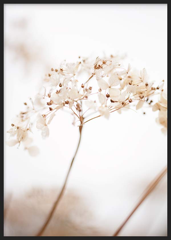 Gerahmtes Wandbild mit weißen und beigen Wildblumen, feinen Stielen, hellem Hintergrund und luftiger floraler Komposition. Erhältlich auf kudeko.com