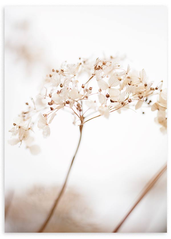 Gerahmtes Wandbild mit weißen und beigen Wildblumen, feinen Stielen, hellem Hintergrund und luftiger floraler Komposition. Erhältlich auf kudeko.com
