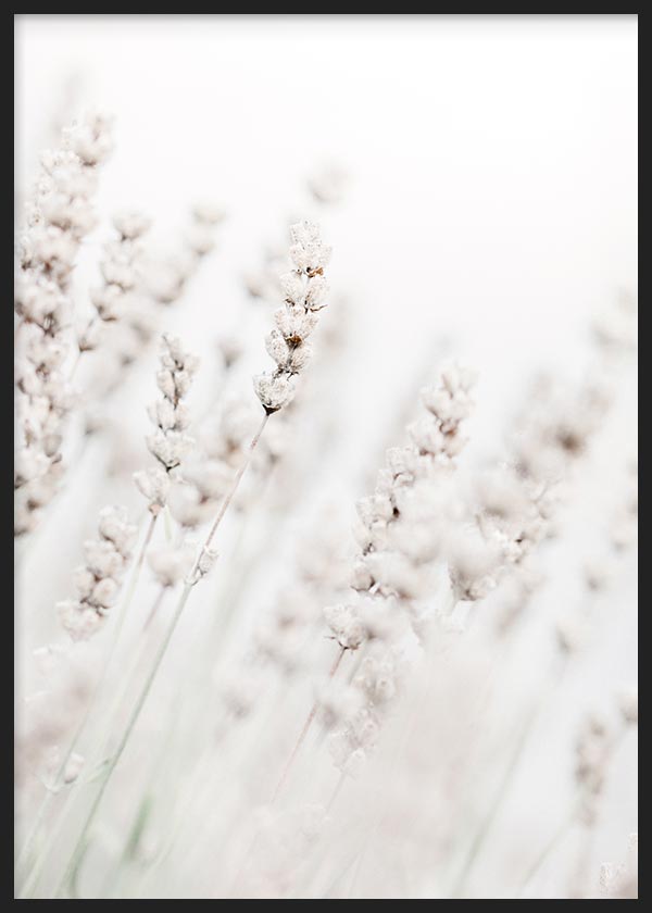 Flores Invernales Blancas