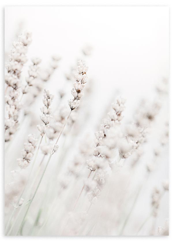 Tableau encadré avec fleurs séchées blanches et beige, tiges fines, fond flou et style photographique doux aux tons clairs et naturels. Disponible sur kudeko.com