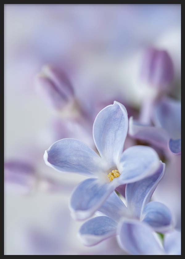 Flores Lilas