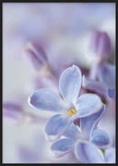 Fleurs Lilas