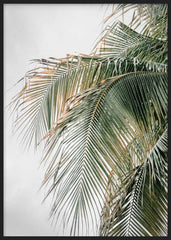 Fotografía Palmera