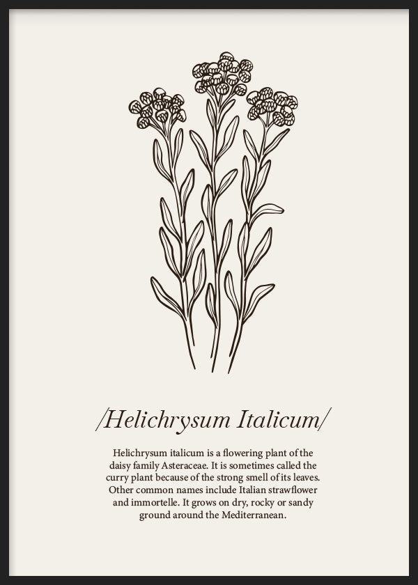 Gerahmtes botanisches Wandbild mit Helichrysum italicum, feinen Stielen, kleinen Blüten, schwarzen Linien auf beigem Hintergrund und minimalistischem Stil. Erhältlich auf kudeko.com