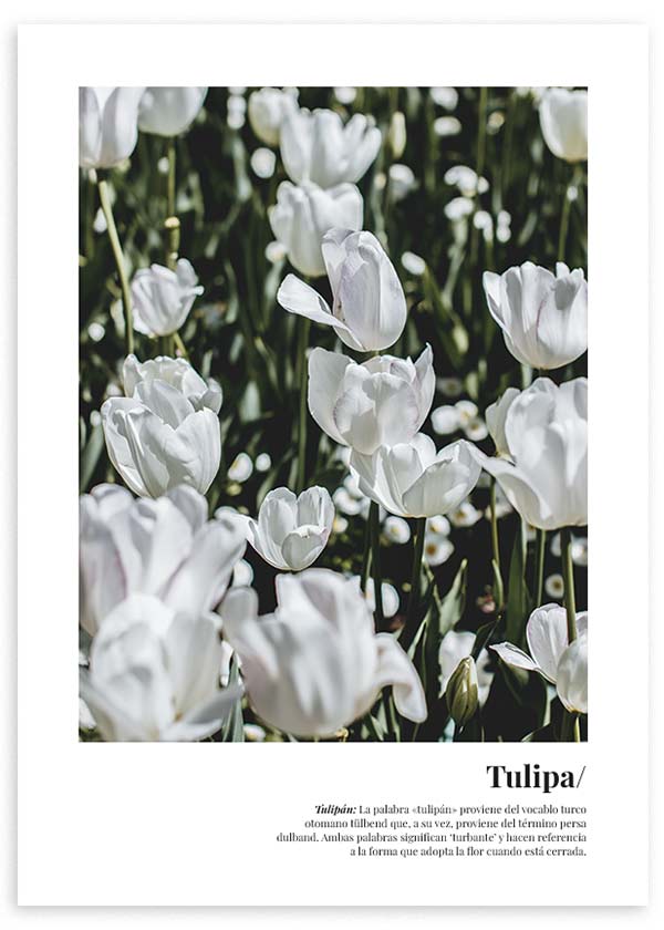 lámina decorativa para cuadro de flores blancas tulipán colorido