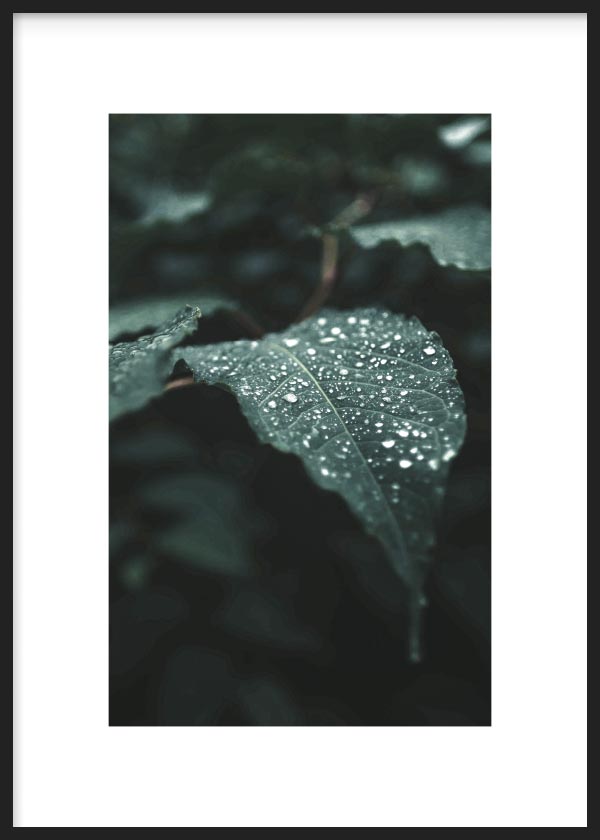 Lámina para Cuadro fotográfico de flores y naturaleza en tonos verdes