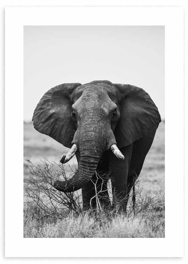 Tableau avec éléphant africain de face parmi les broussailles et la savane, en gris profonds, noir et blanc, dans un style photographique sobre et élégant. Disponible sur kudeko.com