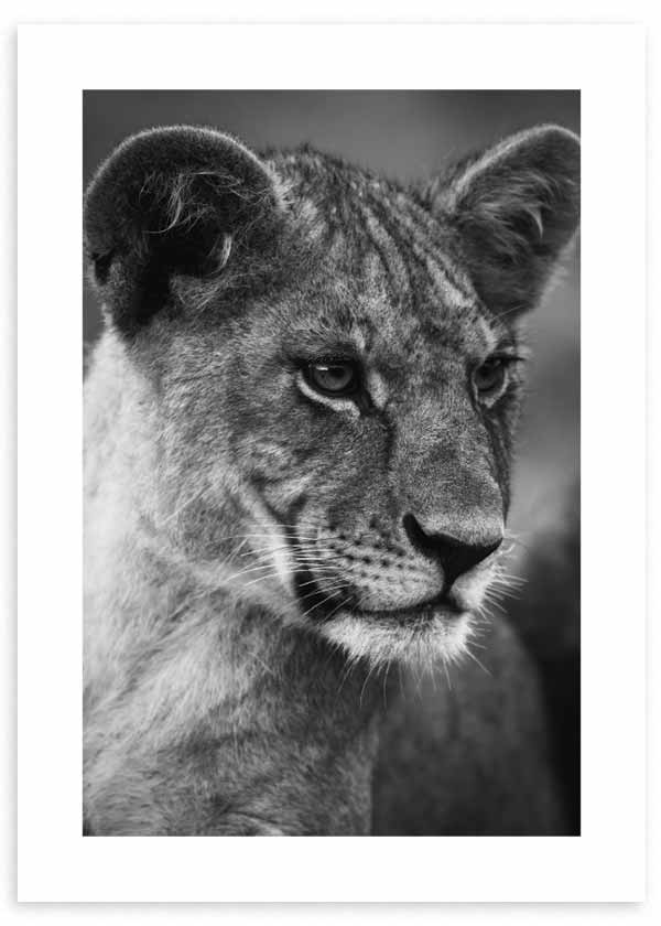 Tableau encadré représentant une jeune lionne en gros plan, tons gris, pelage détaillé, regard serein et style photographique noir et blanc raffiné. Disponible sur kudeko.com