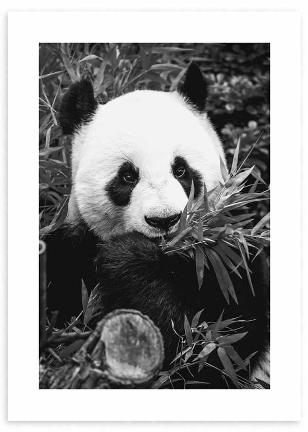 Gerahmtes Wandbild mit Panda zwischen Bambusblättern in Weiß, Schwarz und Grautönen, starkem Kontrast und elegantem Tiermotivstil. Erhältlich auf kudeko.com
