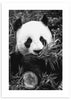 cuadro fotografía de oso panda en blanco y negro. Lámina decorativa de foto de oso panda.