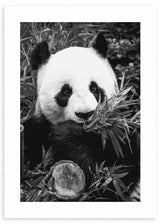 cuadro fotografía de oso panda en blanco y negro. Lámina decorativa de foto de oso panda.