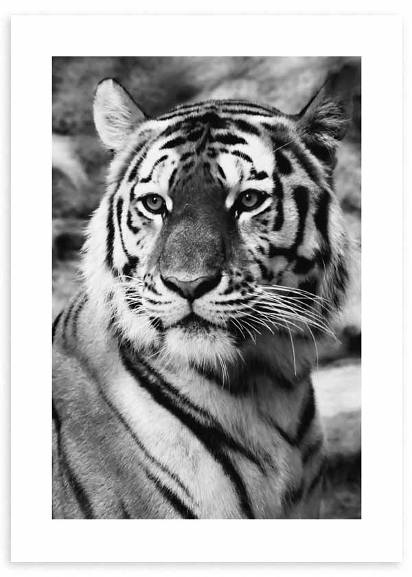 Tableau encadré avec portrait rapproché de tigre, pelage rayé blanc noir et gris, regard intense, fond flou et style photographique élégant. Disponible sur kudeko.com