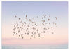 lámina decorativa horizontal de pájaros volando sobre atardecer y el mar - kudeko