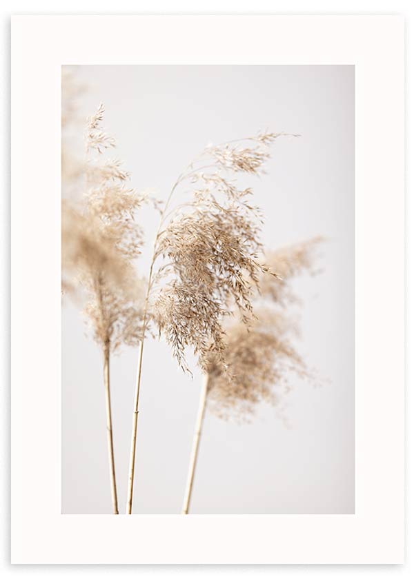 Cuadro de ramas de pampas secas en tonos beige, arena y crema sobre fondo claro, con composición suave de estilo fotográfico. Disponible en kudeko.com